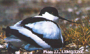 Avocette.gif - 60.665 K